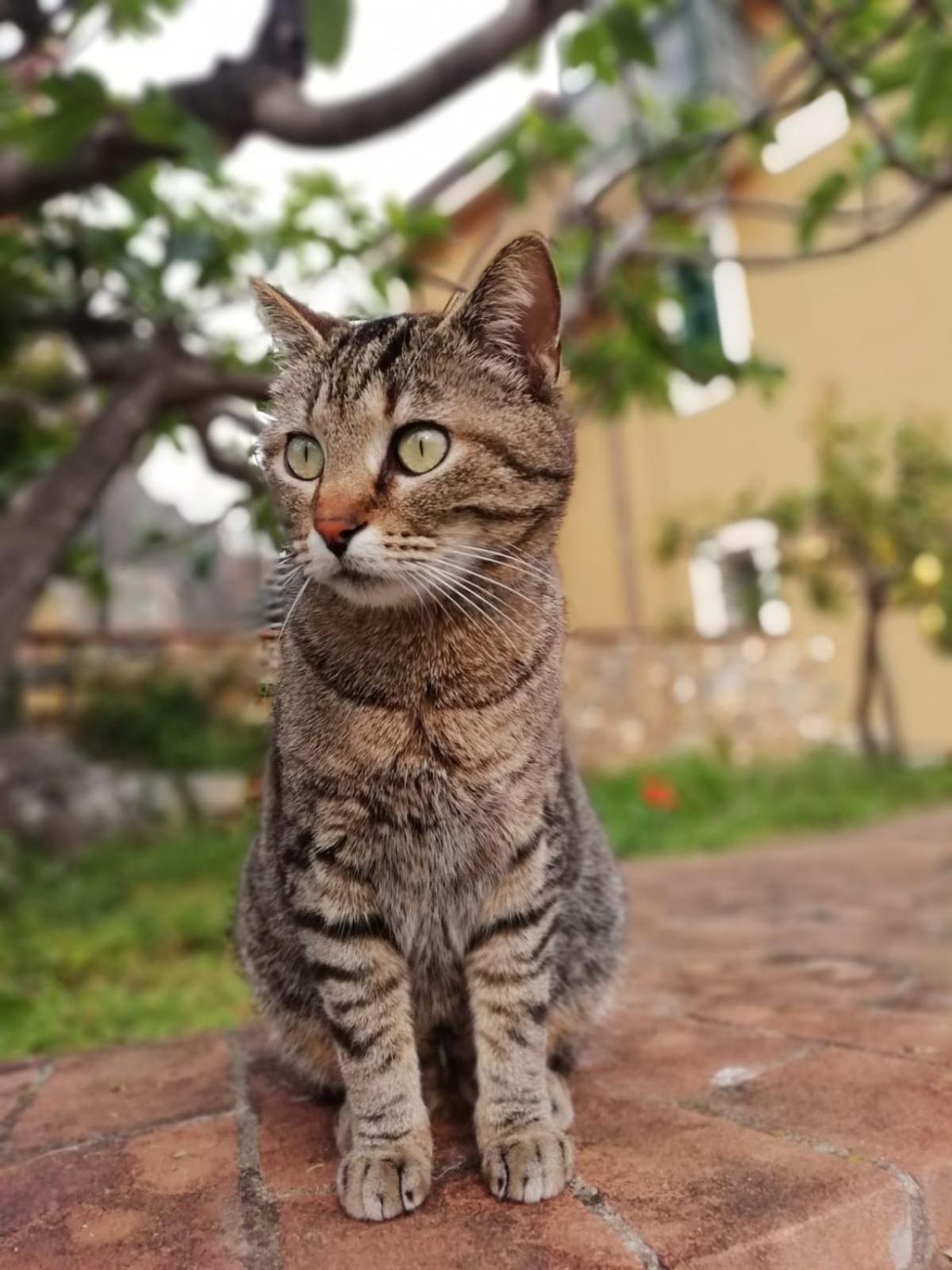 A Carubba Du Bungiurnu Villa Borgio Verezzi Kültér fotó